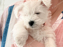 West highland terrier puppies