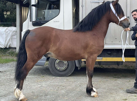 4 year old project gelding