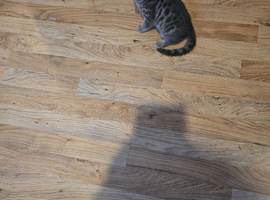 BEAUTIFUL KITTENS
