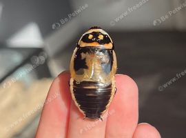 8 headlight roaches (COLLECTION ONLY)