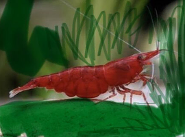 Beautiful Red cherry shrimps for sale