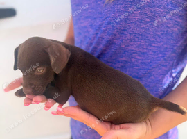 Patterdale terrier boys