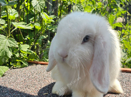 Vaccinated Mini Lop
