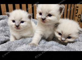 Stunning Blue Point Ragdoll Kittens Looking for Their Forever Homes