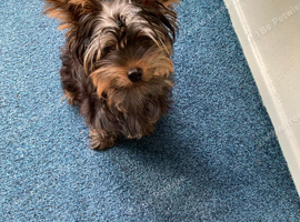 Yorkie Girl