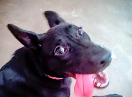 Tamaskan X pup needs home