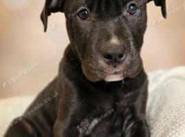 Sharpei cross cane cane corso