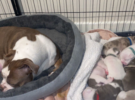 OLDE ENGLISH BULLDOGGE PUPPIES