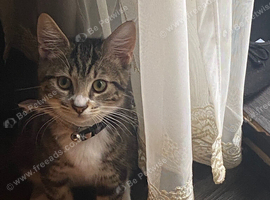 4 month old tabby cat