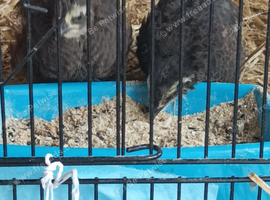 Available fully feathered Chocolate brown colouring Boy male and matching female - 4 weeks old &pound;14