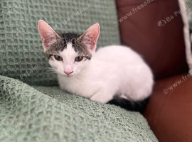 Lovely kitten