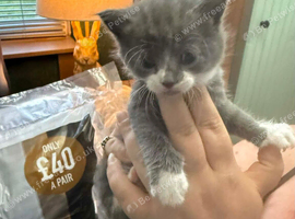 4 beautiful kittens 3 girls & 1 boy