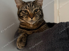 Dexter needs a home asap!