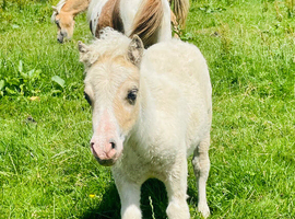 Beautiful SPSBS reg colt foal