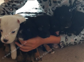 7 cockapoo x staffyjack puppys