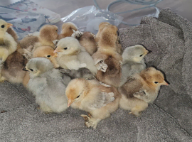 Pekin chicks