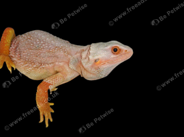 Bearded dragon