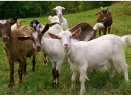 Goats wanted