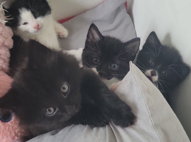 British blue x