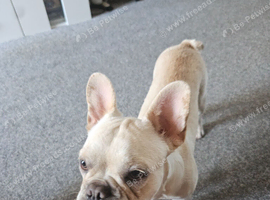 French bull dog
