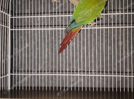 Pair of conures 2019 rung