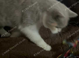 Pet Transport in UK and Europe
