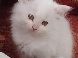 White kitten and a black and white