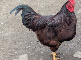 Rhode island red hatching eggs