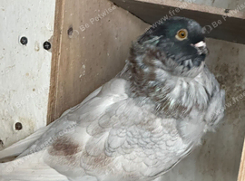 Andalusian homozygous Chinese owls