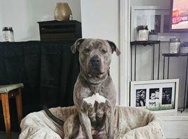 Cane corso x staffy