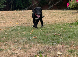 Reduced Lab x beagle pups