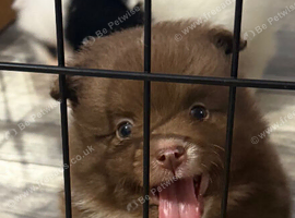 Chocolate Brown boy Pomeranian
