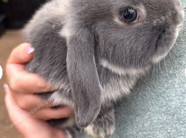 2 Gorgeous mini lops , 12 week old little boys