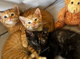 kittens