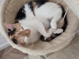 My Calico Girl