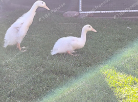 Two Indian Runner ducklings