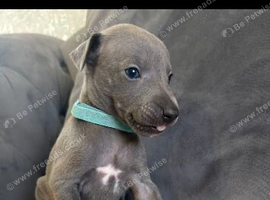 Kc registered blue puppies