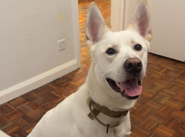 Husky cross