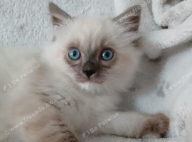 Ragdoll Kittens** READY NOW **