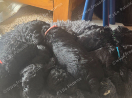 Cockapoo Puppies