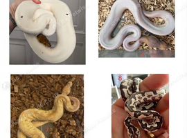 urgent Snakes for sale ball pythons