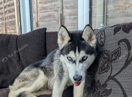 Poppy Husky