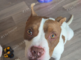American Bully