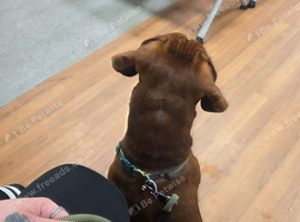 Bosco