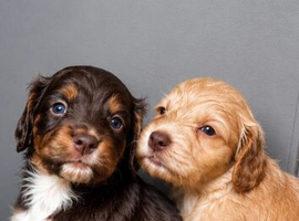 Beautiful Cocker Spaniel Puppies &ndash; Ready for Their Forever Homes ️