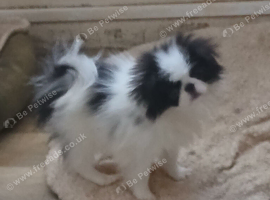 Japanese Chin puppies