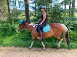 16 year old 14.1hh New Forest x Warmblood mare