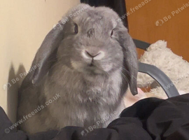 1 yr old male
