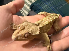Male crested gecko