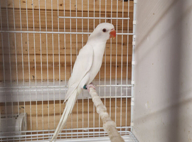 Indian ringneck white albino